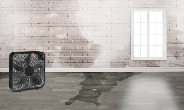 Best Water damage restoration mold remediation  in Dickson, OK
